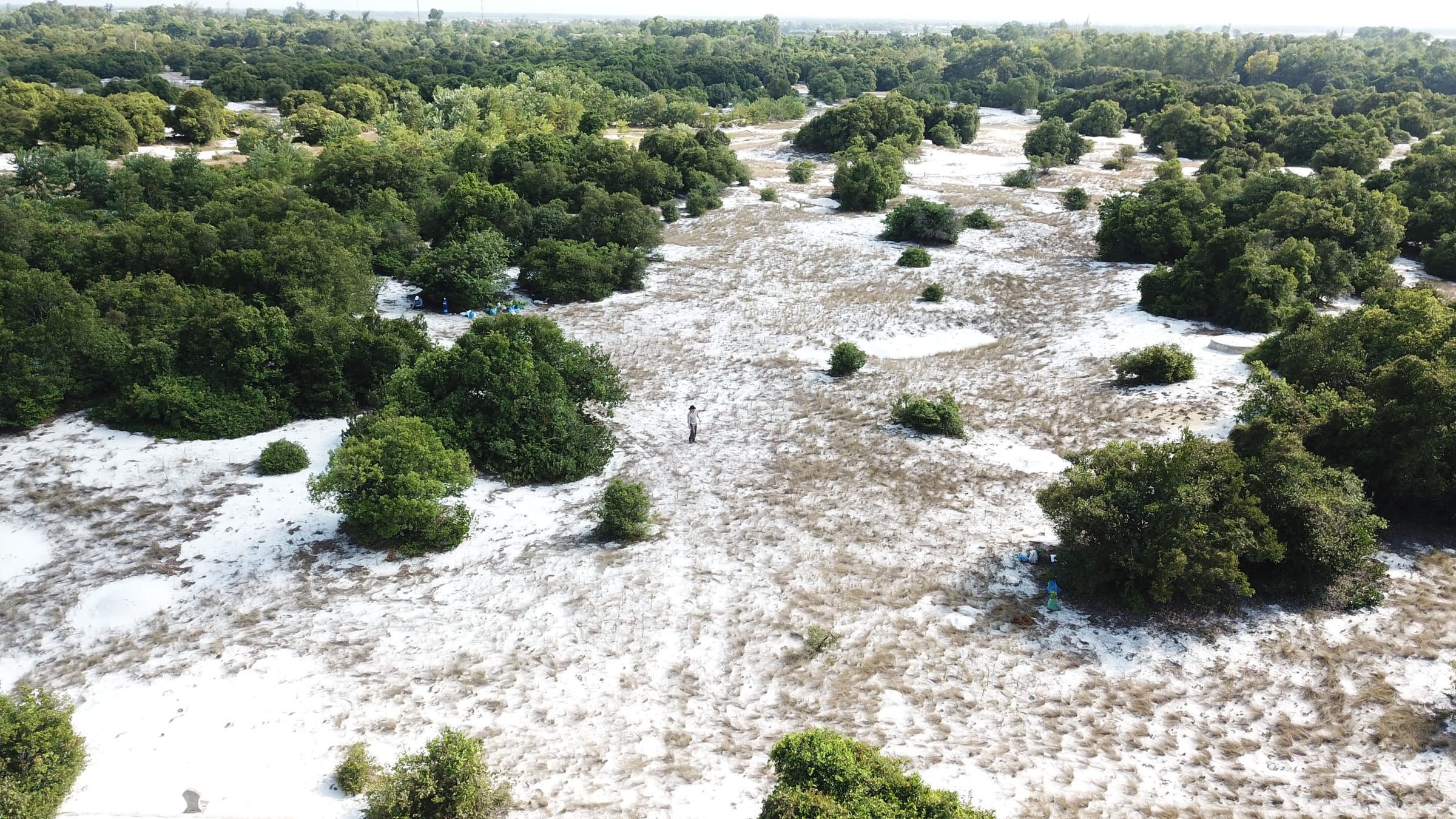 Aerial view of a degraded coastal dune forest with bare white sand and scattered surviving trees in the North Central Coast of Viet Nam