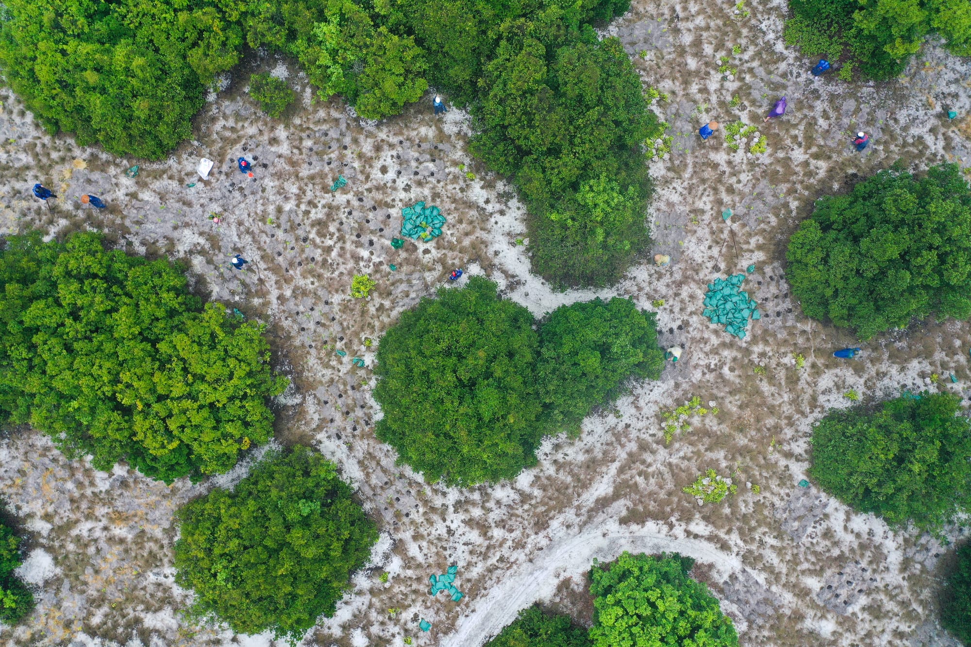 Forest Restoration & Ecosystem-based Adaptation