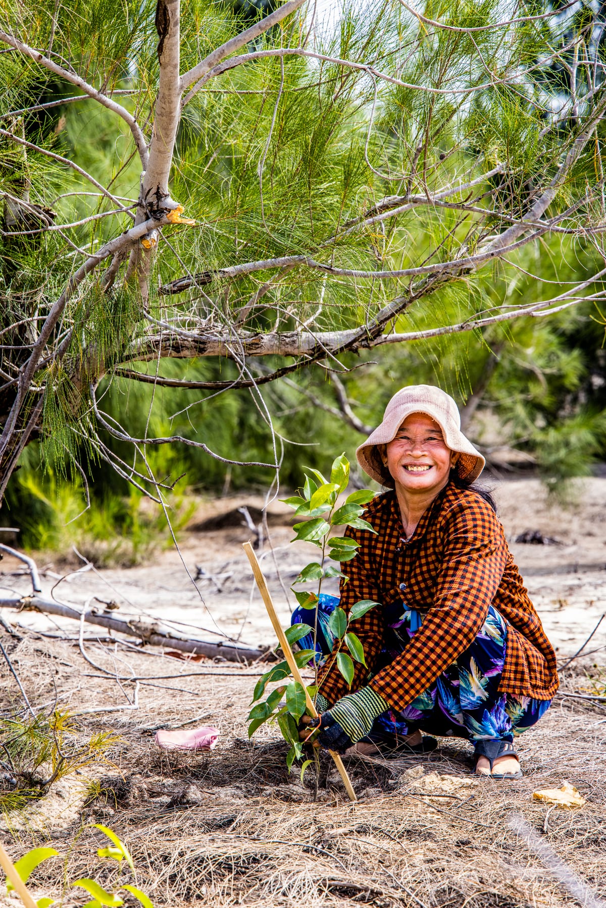 A community member planting a native seedling on the restored coastal dunes
