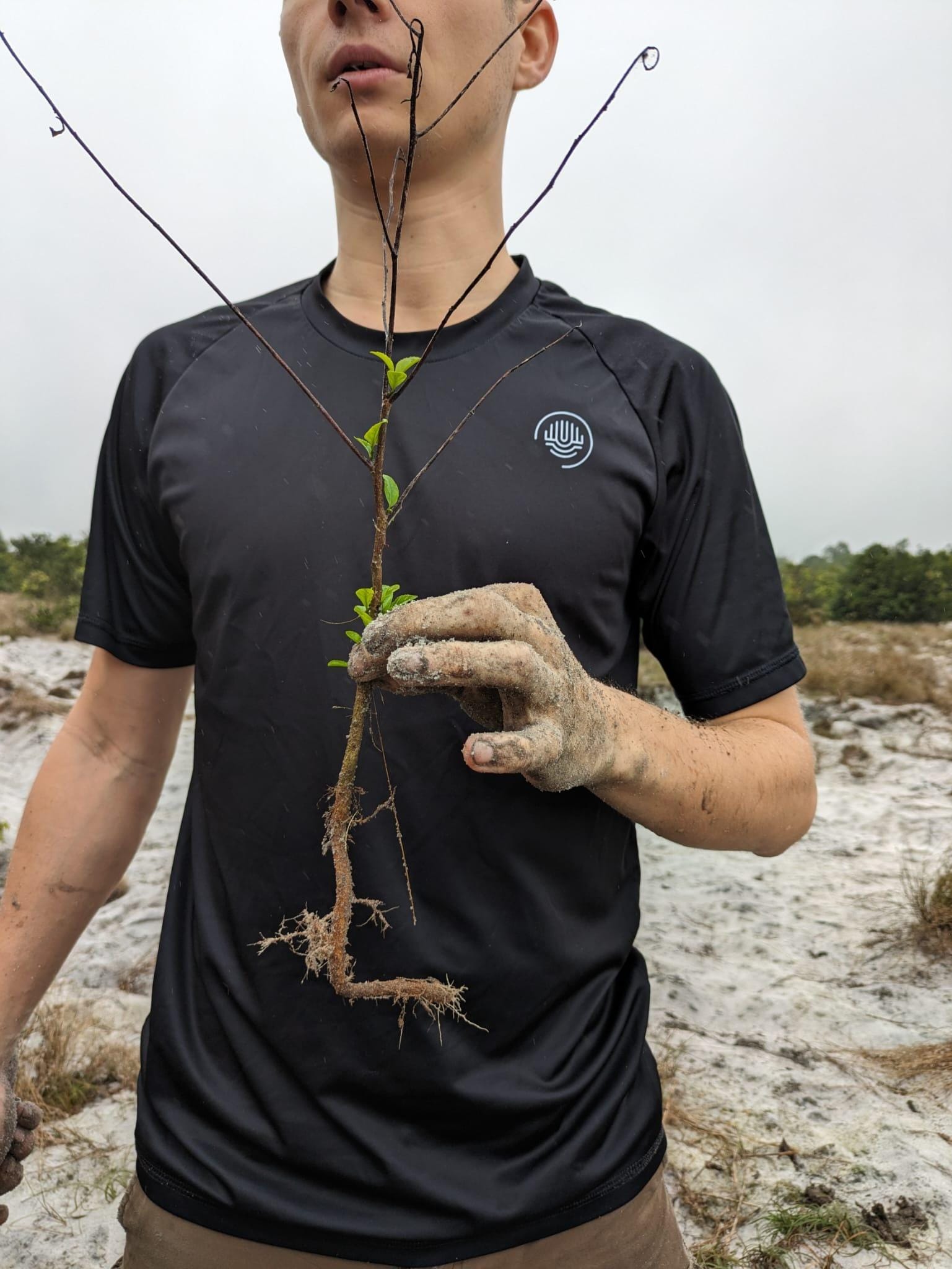Planting native seedlings on degraded coastal sand dunes