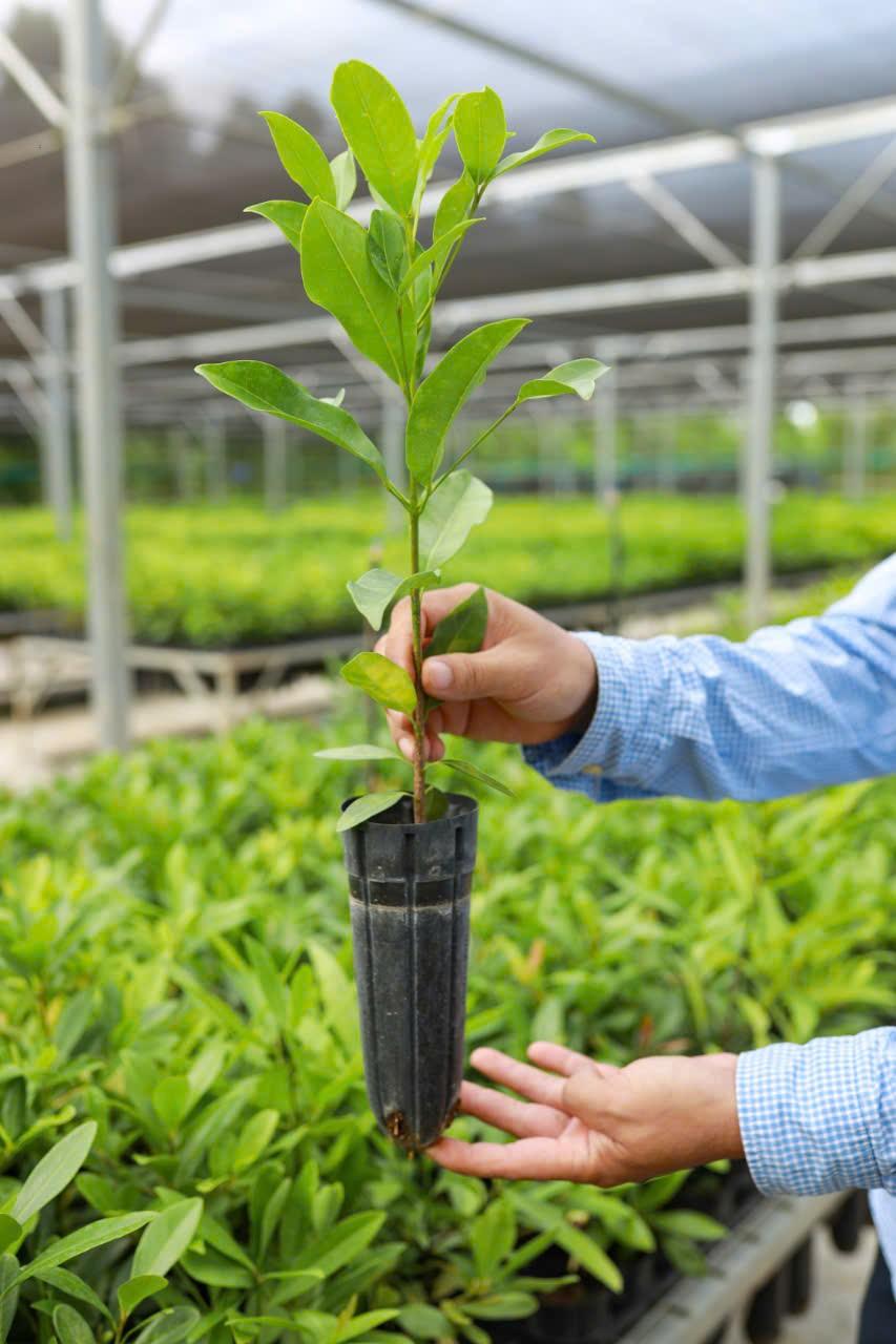 Native Timber Plantations