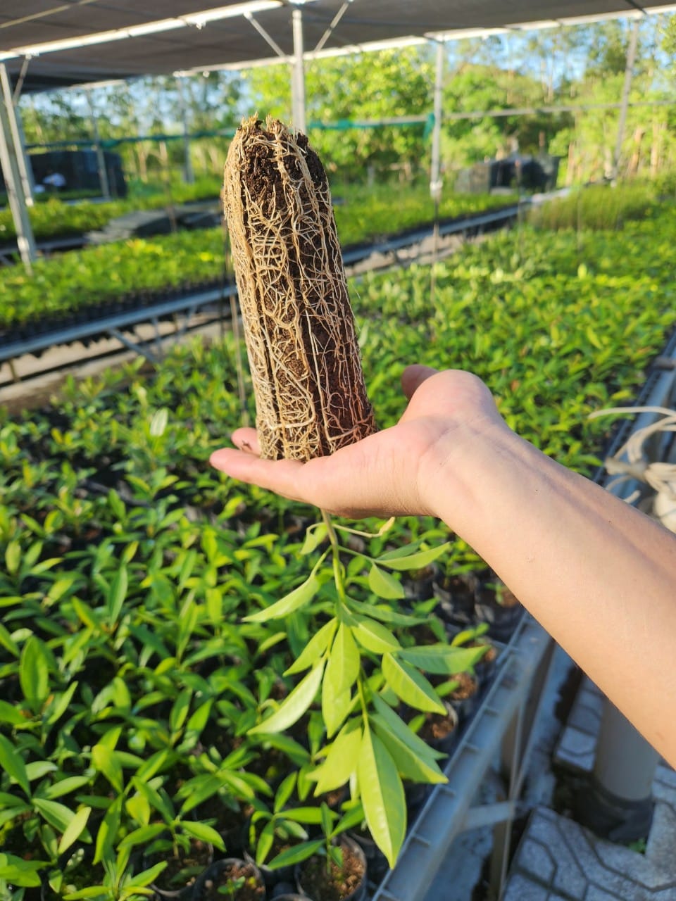 High-Quality Native Seedling Supply