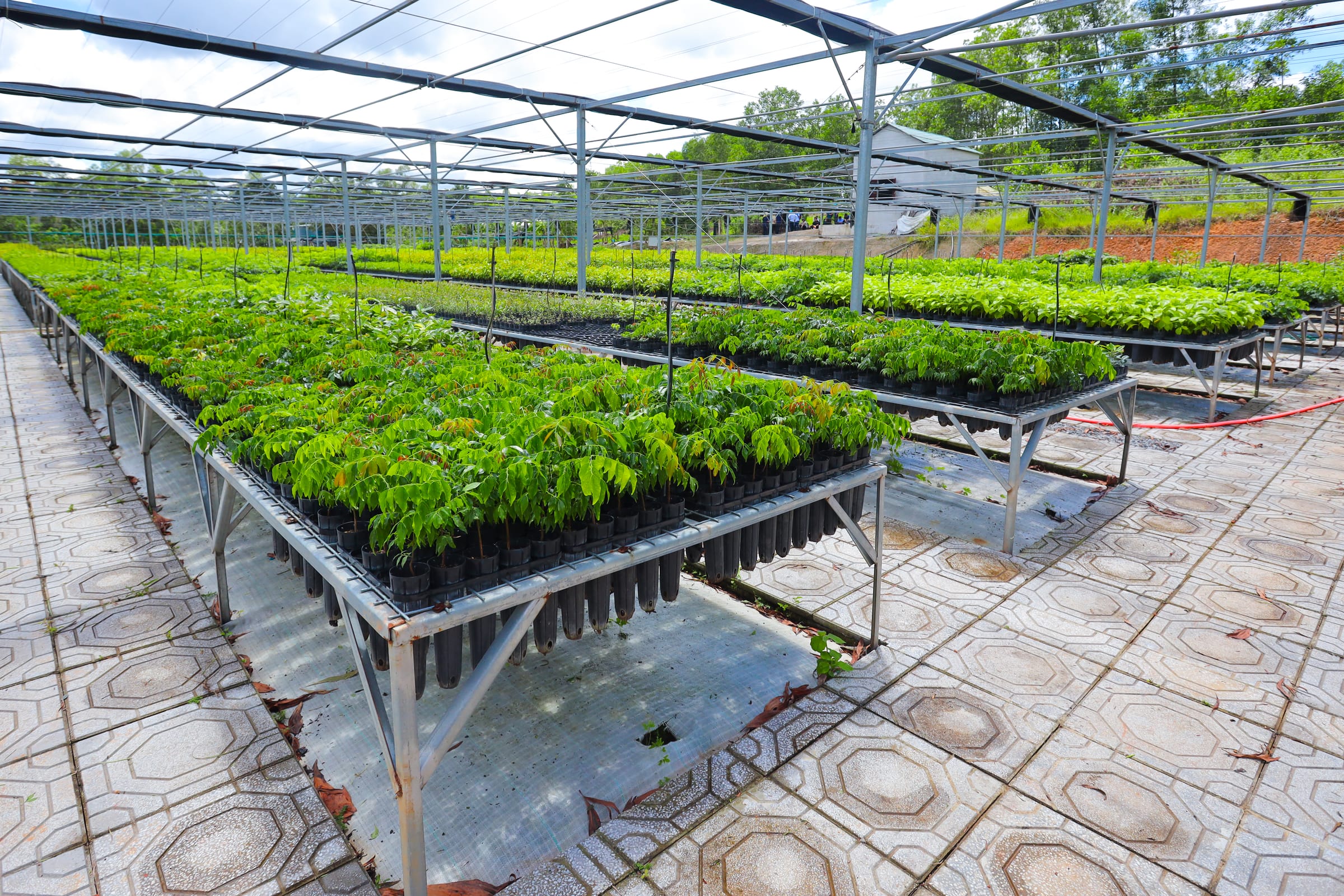 Upland Natural Forest Restoration