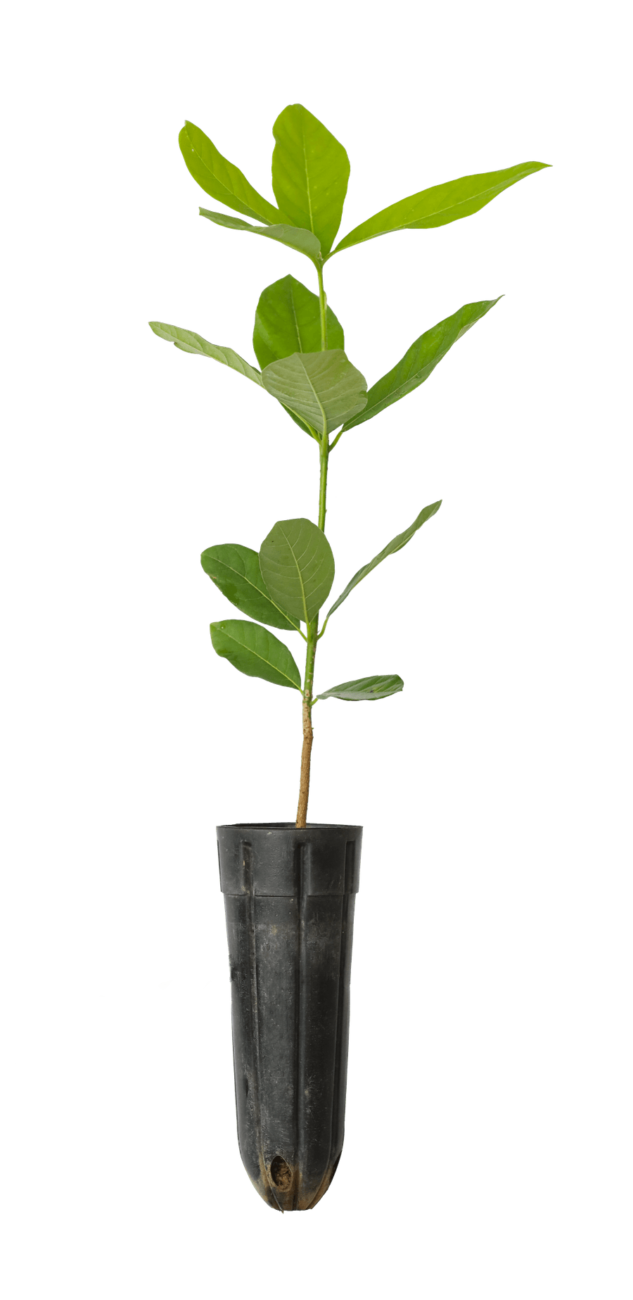Bời lời — Litsea glutinosa