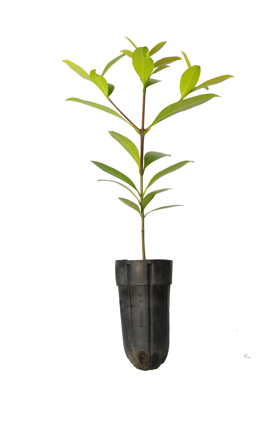 Bứa — Garcinia schefferi