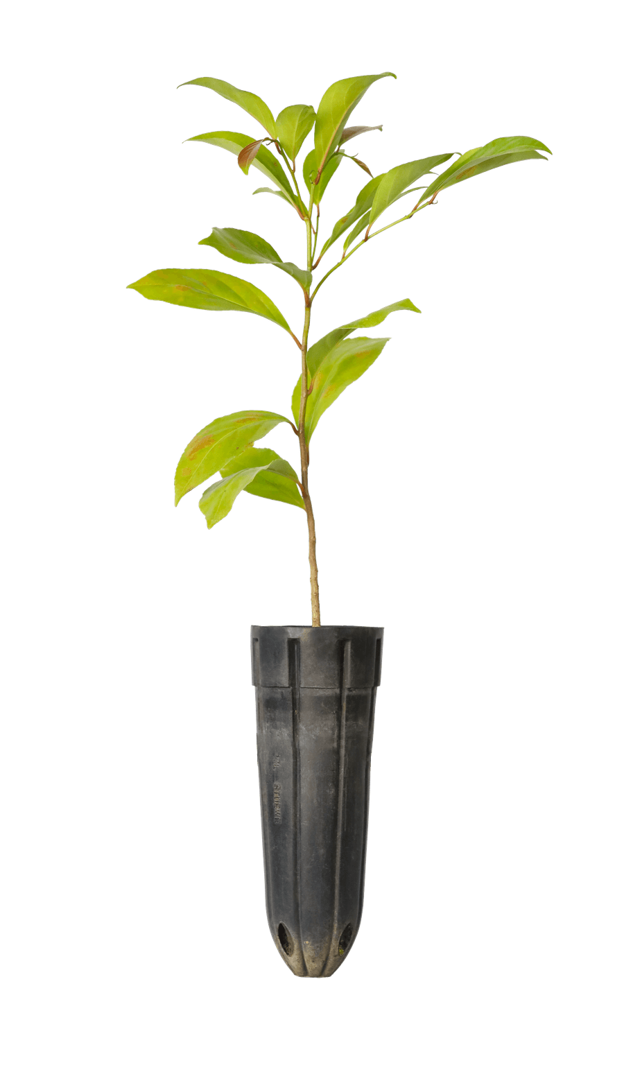 Cổ ngỗng — Casearia grewiaefolia