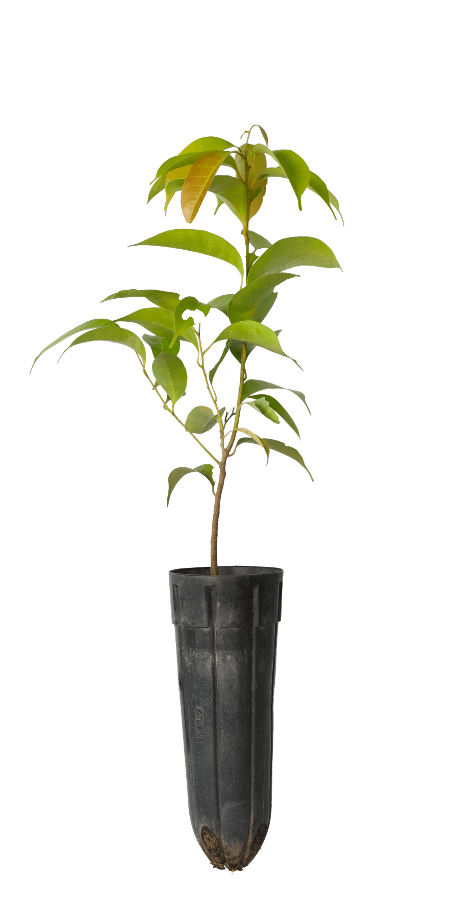 Dẻ cau — Lithocarpus concentricus