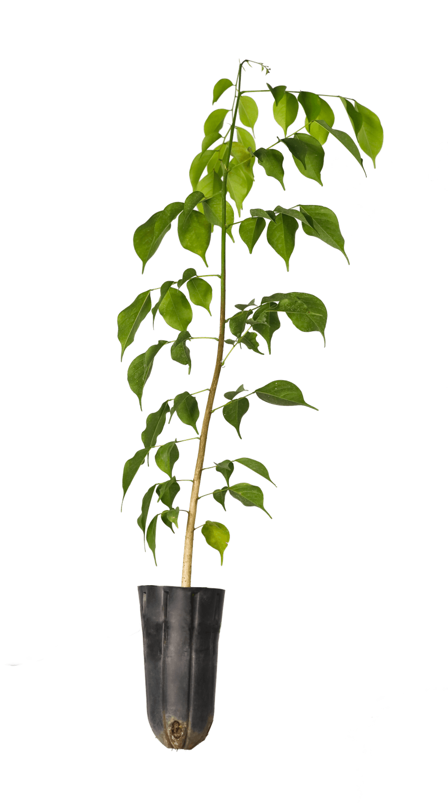Giáng hương — Pterocarpus macrocarpus