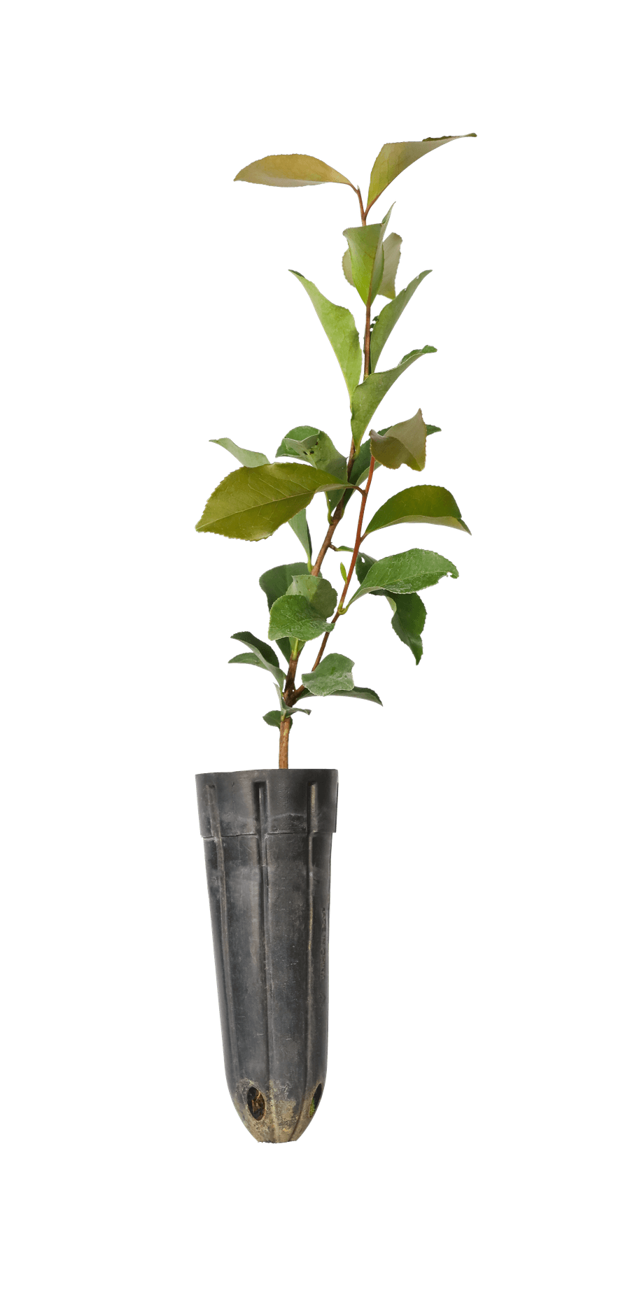 Sở — Camellia sasanqua
