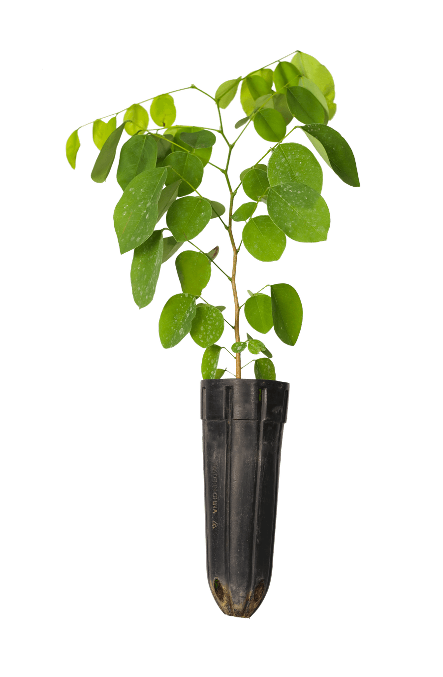 Trắc — Dalbergia cochinchinensis