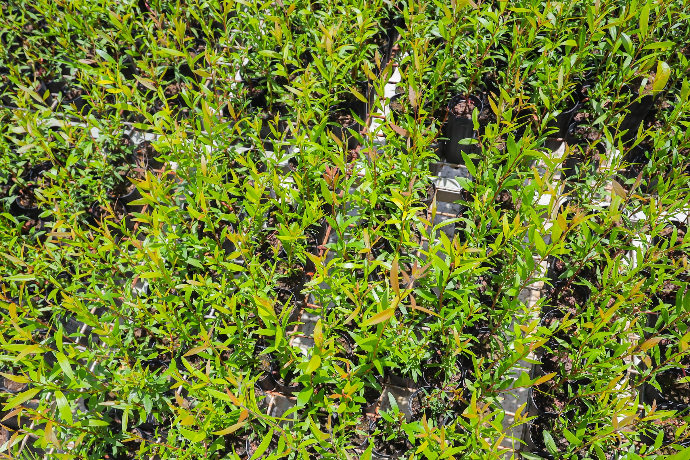 Tràm gió — Melaleuca cajuputi