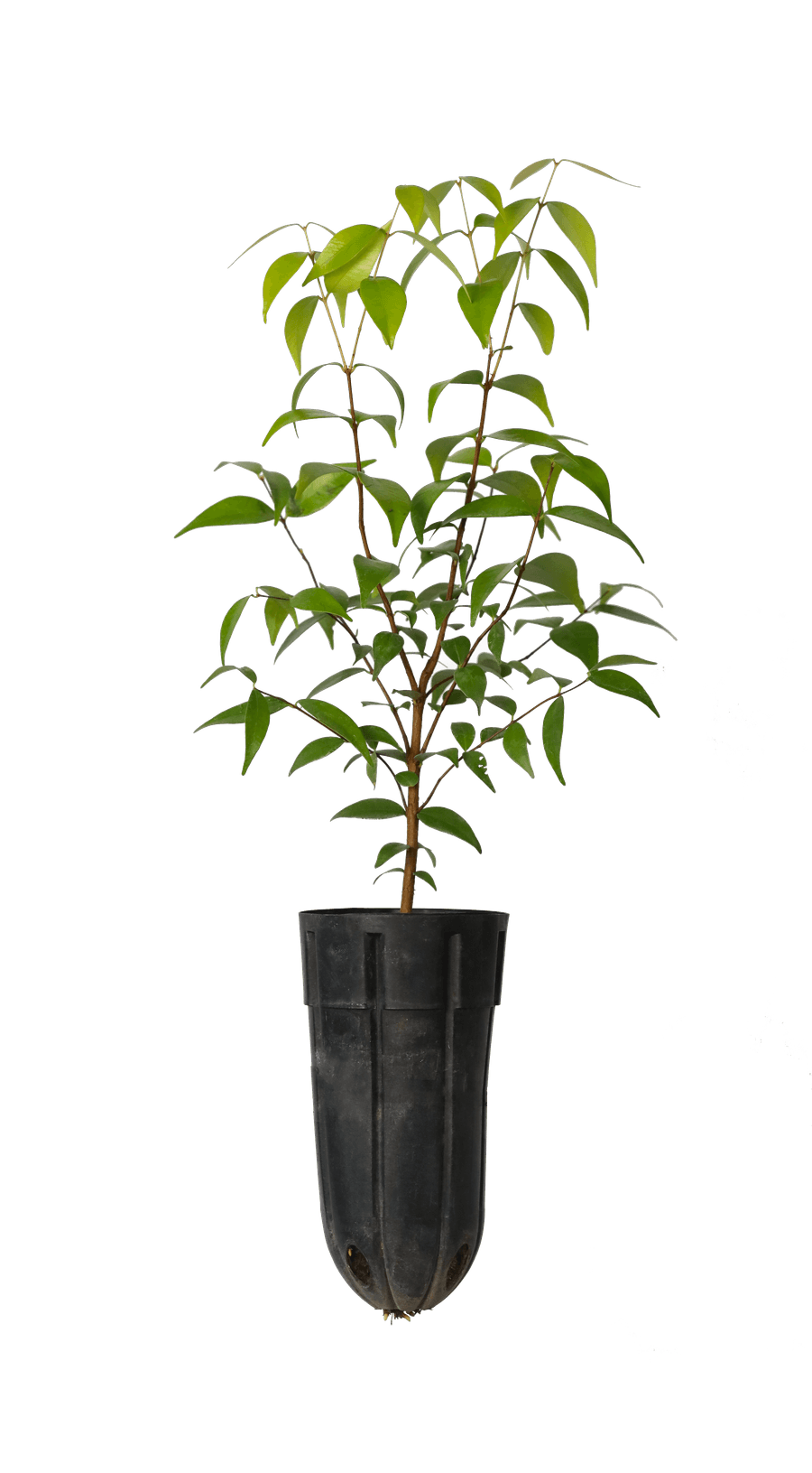 Trâm nổ — Syzygium chanlos